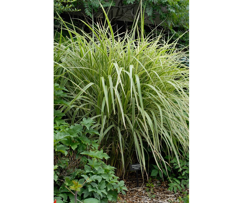 Variegated Maiden Grass